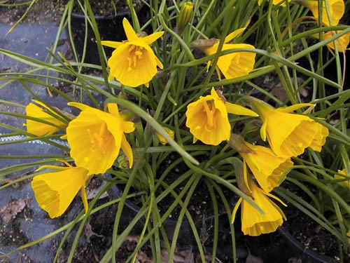 Narcissus bulboc 'Golden Bells'