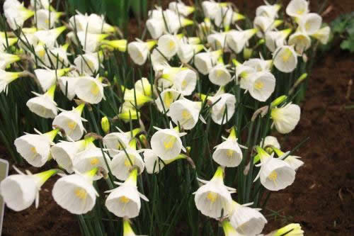 Narcissus bulboc 'Arctic Bells'