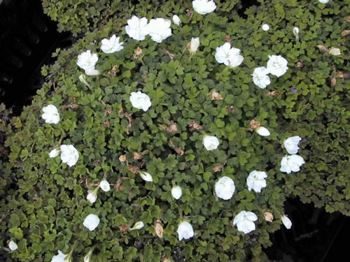 Oxalis magellanica 'Nelson'