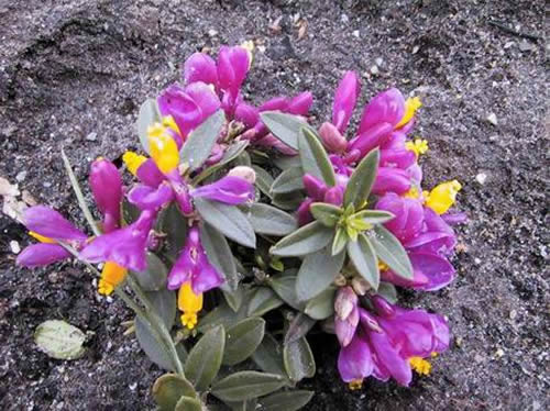 Polygala chamaebux 'Grandiflora'