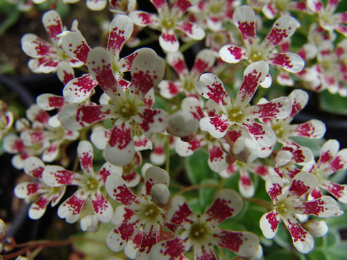 Saxifraga cotyl 'Southside Red'