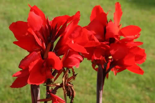 Canna indica Red'