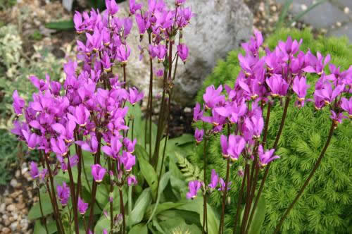 Dodecatheon pulch  'Red Wings'