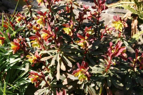Euphorbia amyg 'Purpurea'