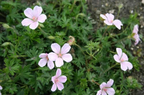 Geranium sanguineum 'Pink'