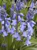 Hyacinthoides hispanica Blauw