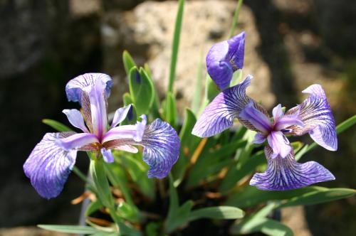 Iris setosa canadensis