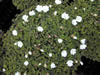 Oxalis magellanica 'Nelson'