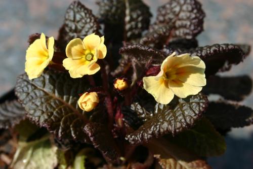 Primula vulgaris 'Claddagh'