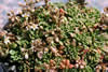 Rosularia rosulata