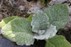 Salvia argentea 'Artemis'