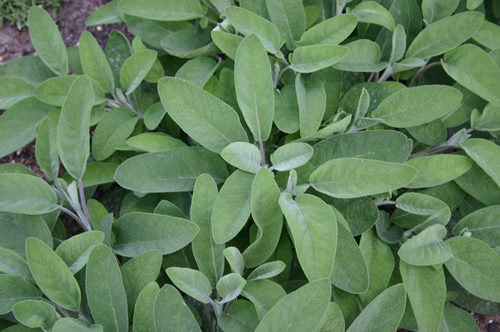 Salvia officin. 'Berggarten'