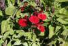 Salvia greggii 'Mirage Chery Red'