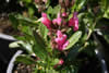 Salvia greggii 'Mirage Rose Bicolor'
