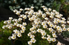 Saxifraga pubescens