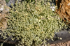 Silene uniflora 'Druet's Variegata'