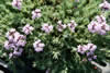 Thymus cilicicus