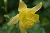 Aquilegia chrysantha 'Yellow Qeen'