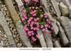 Dianthus webbianus alpinus