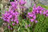 Dodecatheon pulch.  'Red Wings'