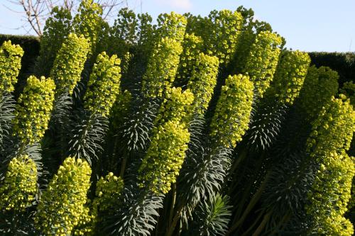 Euphorbia characias 'Shorty'