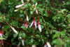 Fuchsia magellanica var. Arauco