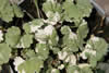 Glechoma hederacea 'Variegata'