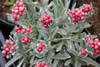 Helichrysum 'Red Jewel'